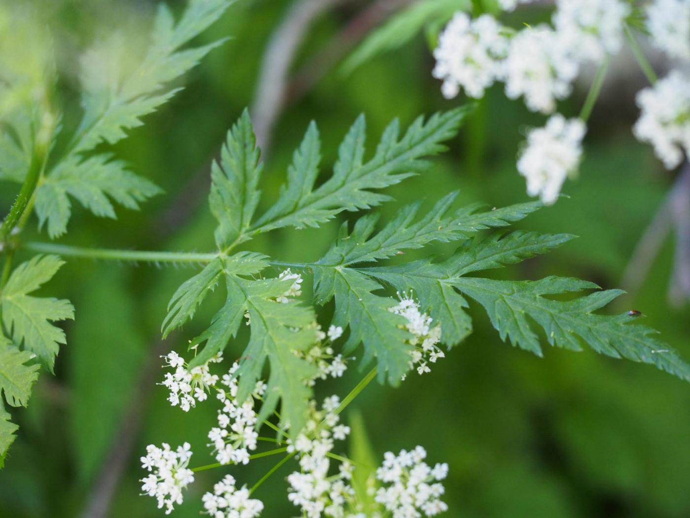 Chervil, [Upright] leaf